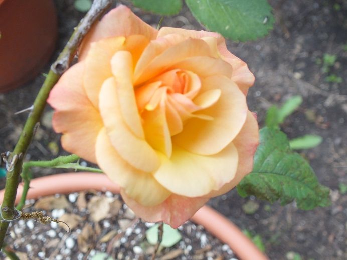  photo circus2_zpsc6cec5f0.jpg